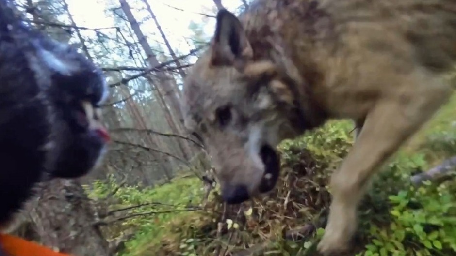 hund tatt av ulv