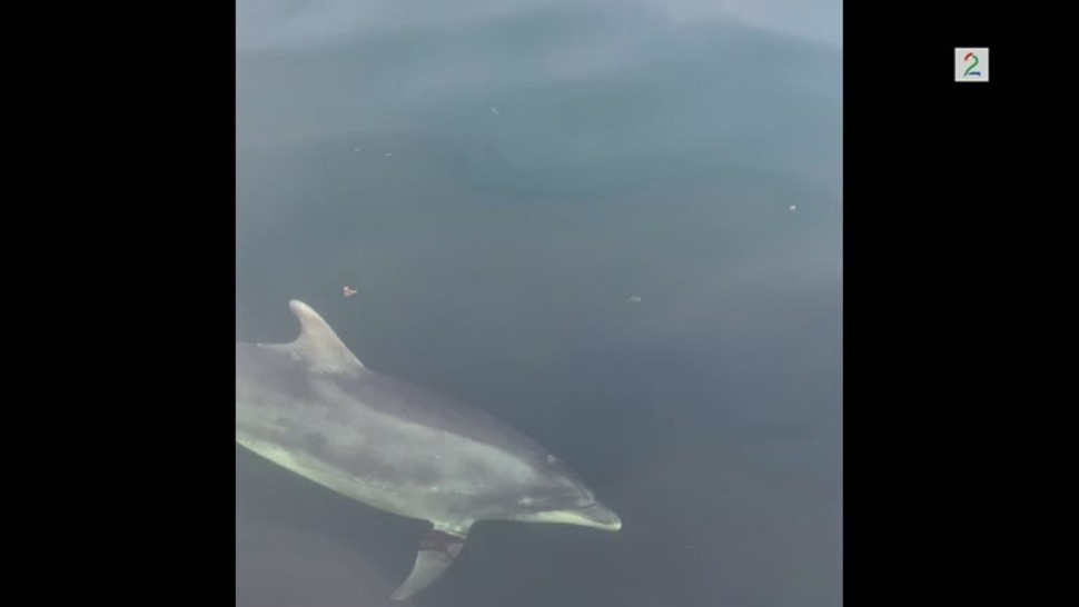 delfiner i oslofjorden