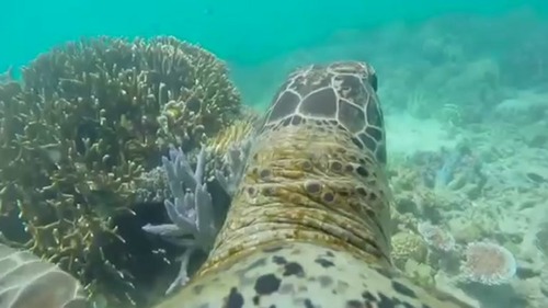 Se skilpaddens ferd over Great Barrier Reef