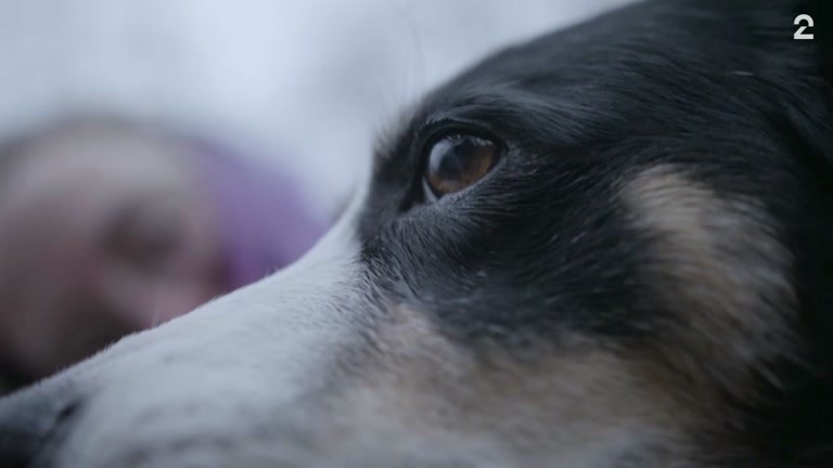 Hunden Nell ble skremt av nyttårsrakettene – så forsvant hun