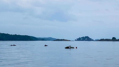 Her bader Christine (29) med delfinene i Oslofjorden