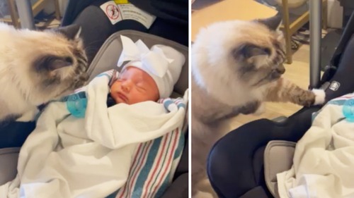 18 millioner har sett kattens hysteriske reaksjon på nyfødt baby