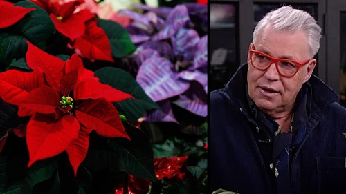 Finn Schjøll om årets juleblomster: – Jeg får vondt i hjertet