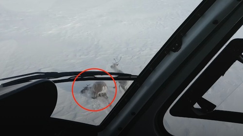 Her jakter de reinsdyra med helikopter