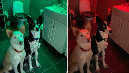 Hundestreker: – Jeg har hatt discolys i tre dager