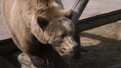 Kjemper mot to bjørner: – Slipp!